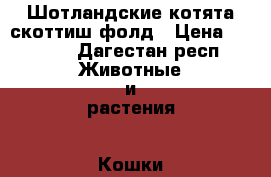 Шотландские котята скоттиш-фолд › Цена ­ 3 500 - Дагестан респ. Животные и растения » Кошки   . Дагестан респ.